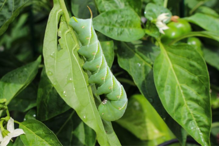 Can Leopard Geckos Eat Hornworms