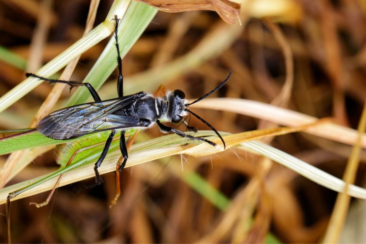 Where Do Great Black Wasps Live