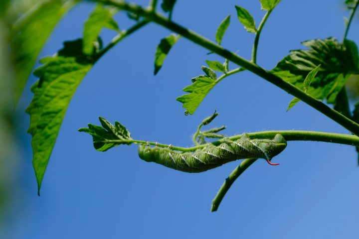 Can Chameleons Eat Hornworms