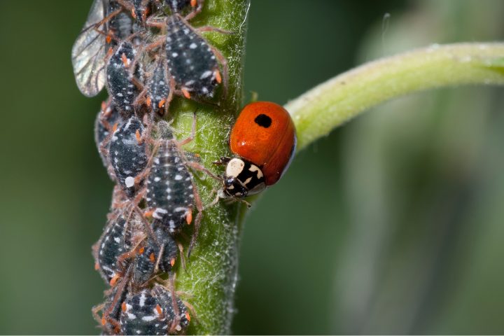 Do Aphids Jump