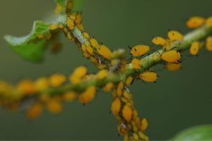 How Do Aphids Reproduce Asexually? Explained – What's That Bug?