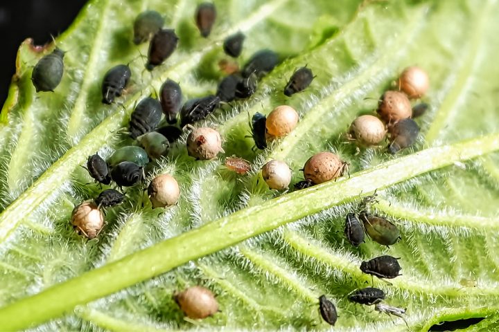 What Plants Repel Aphids