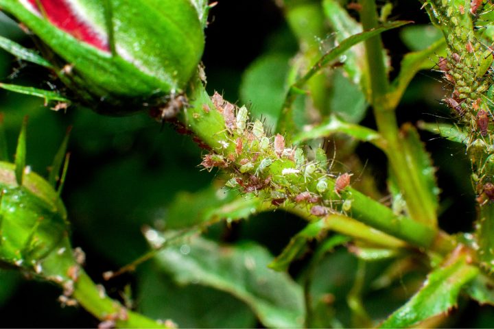 What Temperature Kills Aphids? Here's The Truth