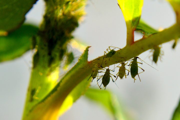 What Temperature Kills Aphids? Here's The Truth