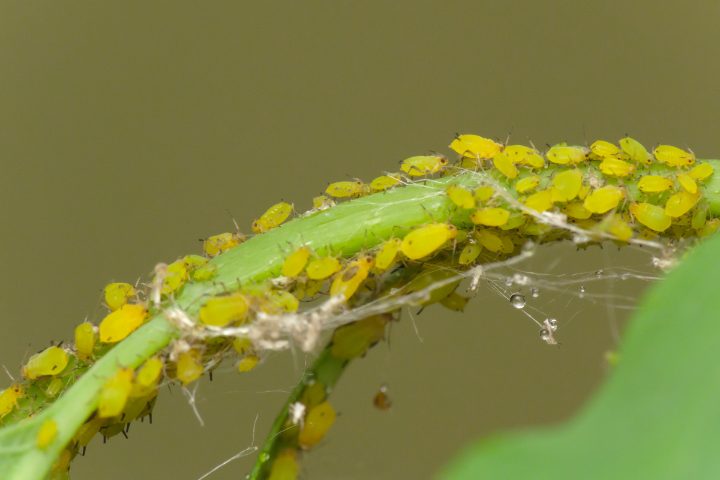 Do Aphids Make Webs? The Truth Revealed