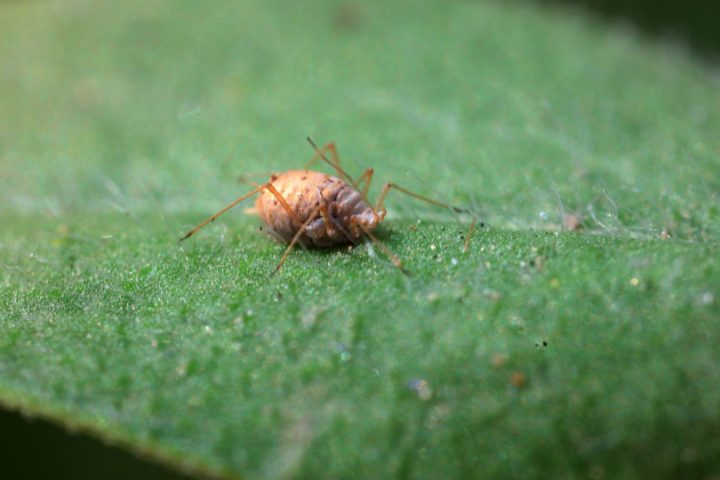 Do Aphids Make Webs? The Truth Revealed