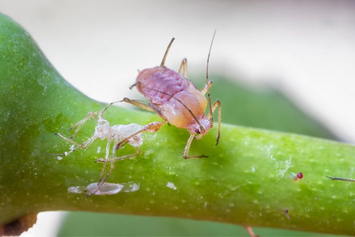 How To Get Rid Of Wooly Aphids Naturally