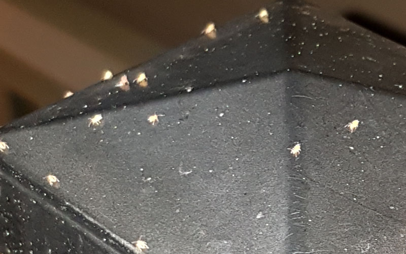 How To Get Rid of Springtails in Soil Around The Pool Naturally