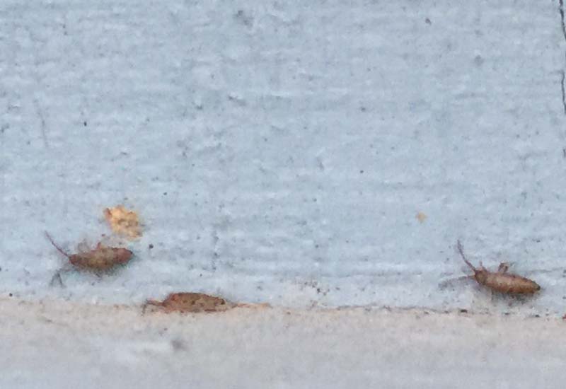 What Kills Springtails Outside The Pool?
