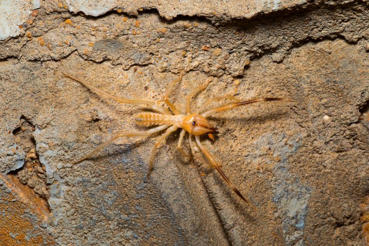 What Do Camel Spiders Eat: Do They Really Eat Camels? - What's That Bug?