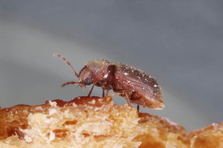 What Do Drugstore Beetles Eat