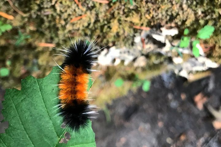 Woolly Bear Caterpillar