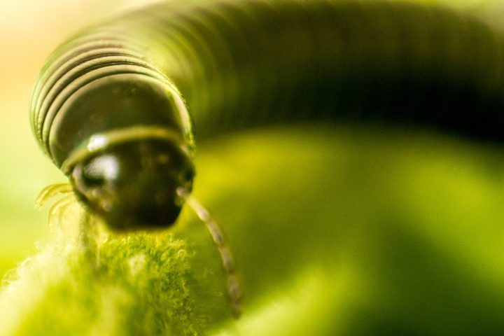 What Eats Millipedes