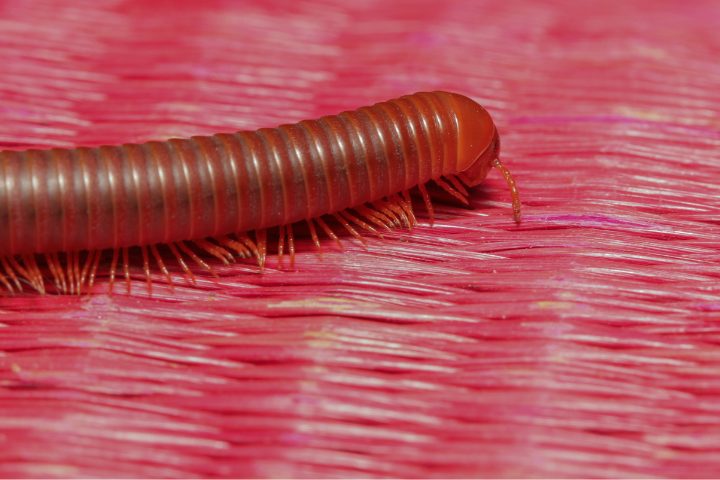 Untitled-design-2022-11-28T152039.152-1 How Does A Millipede Get Water