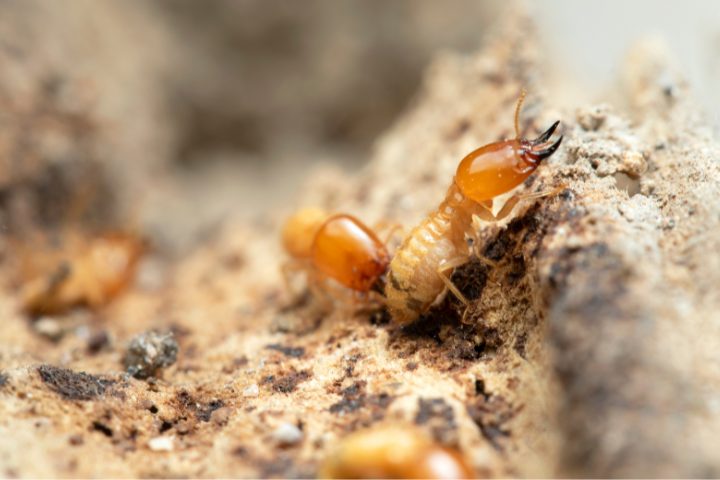 Dampwood Vs. Drywood Termite: How To Tell Them Apart