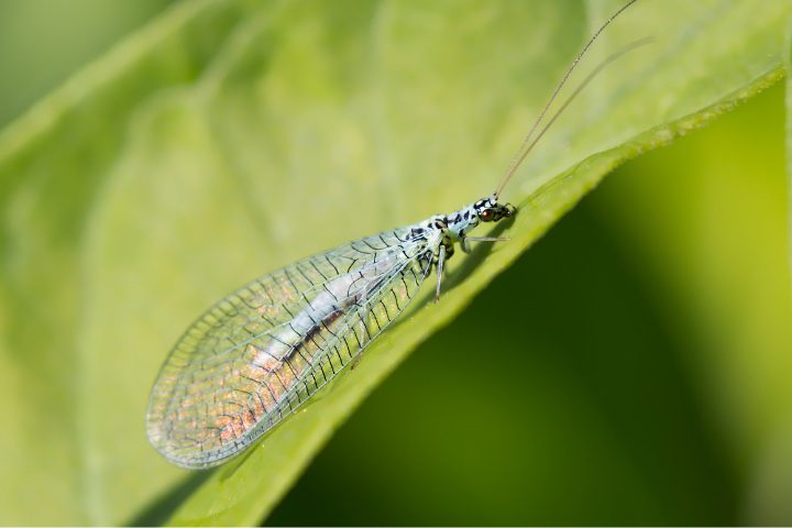 Do Adult Lacewings Bite