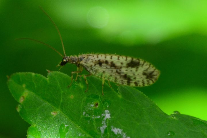 Lacewing Life Cycle