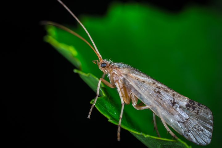 Dobsonfly Defense Mechanism: Explained