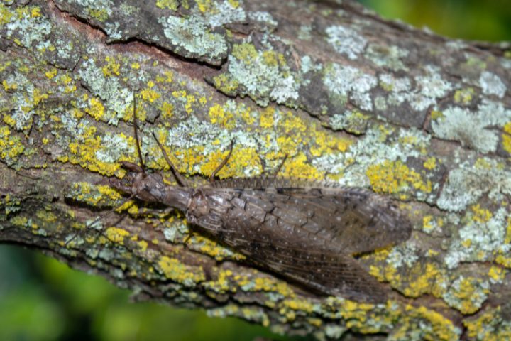 Dobsonfly Prey: Helpful Facts
