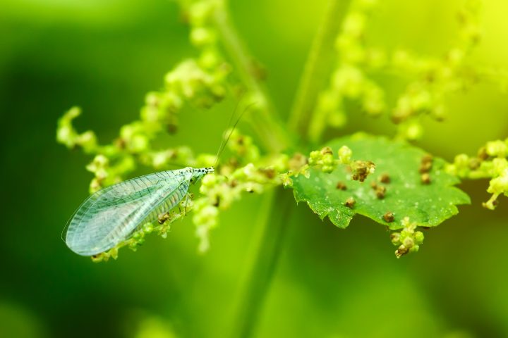 How To Attract Lacewings