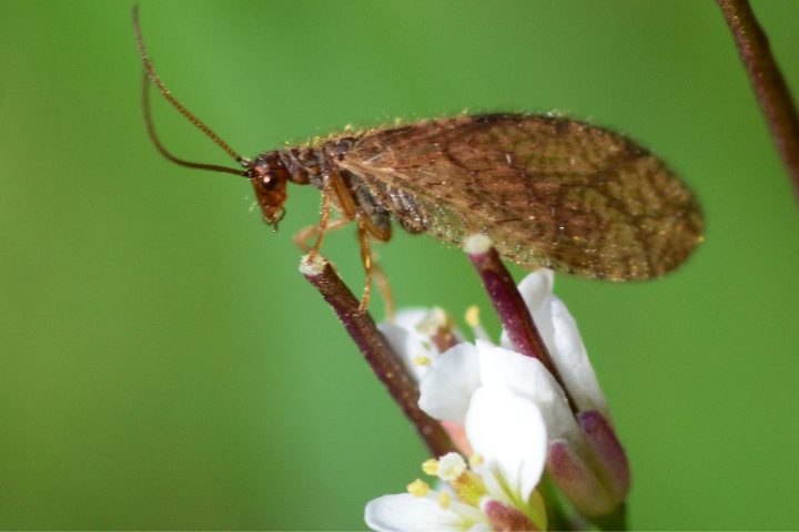 How To Attract Lacewings