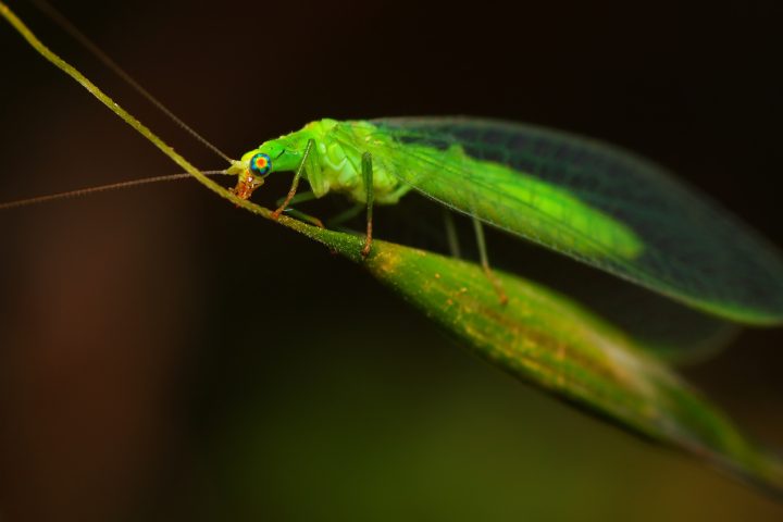 What Are Lacewings Good For? Helpful Facts
