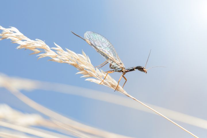 Do Snakefly Larvae Bite? Truth Revealed
