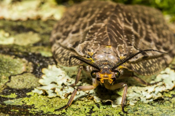 Dobsonfly Interesting Facts
