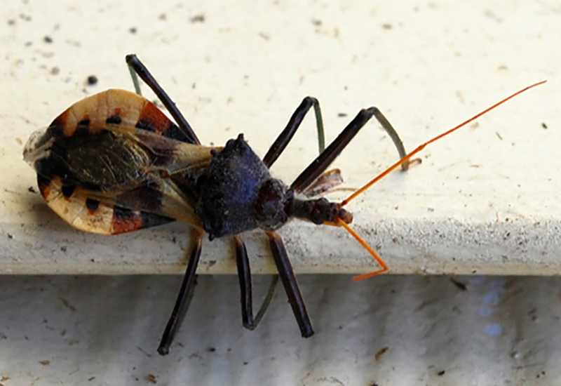 Interesting facts about assassin bugs