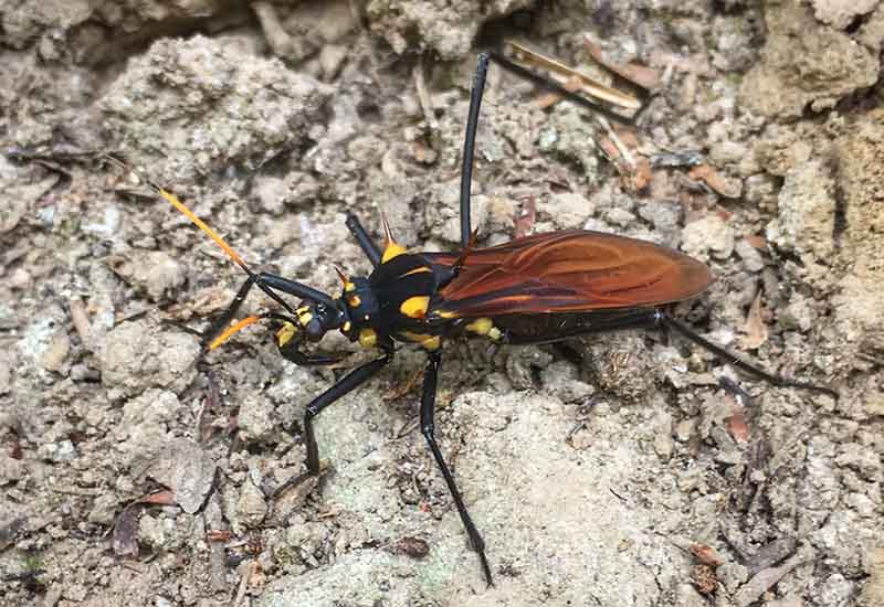 Unknown Assassin Bug