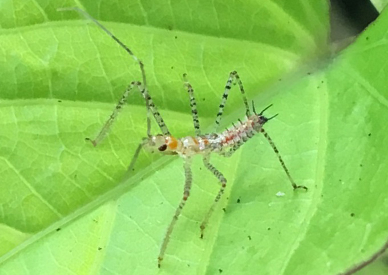 Sycamore Assassin Bug Nymph
