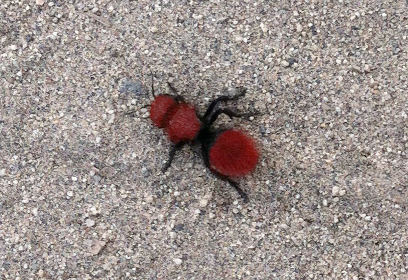 What Is A Cow Killer? Why Are Red Velvet Ants Called So?