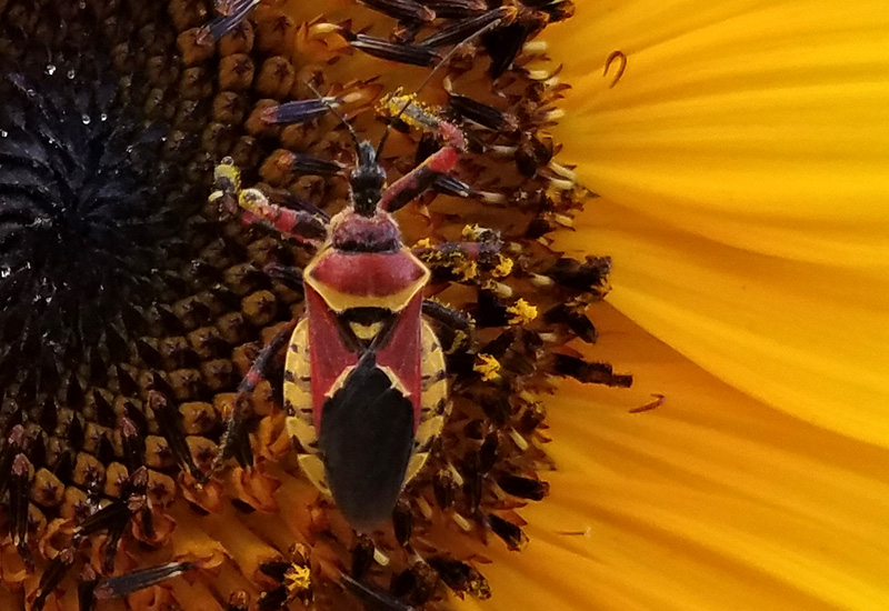 What Do Assassin Bugs Eat? Are They Beneficial Predators?