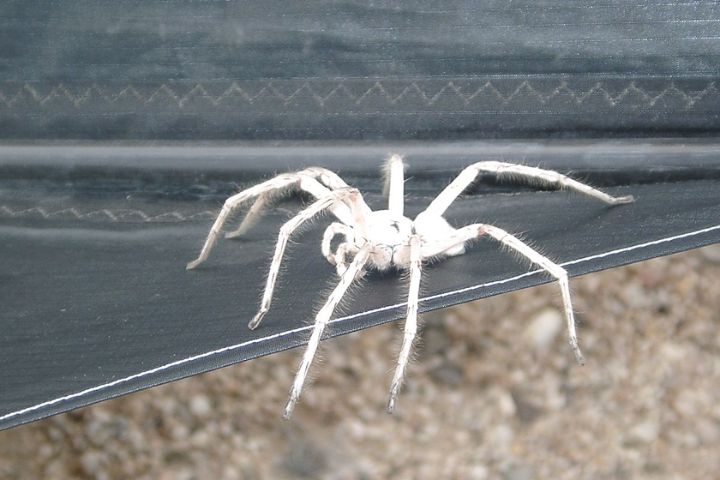 Types Of Huntsman Spider