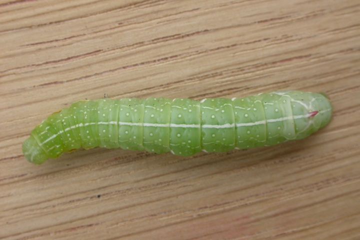 Copper Underwing Caterpillar