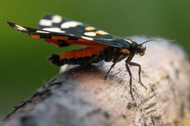 Scarlet Tiger Moth Facts