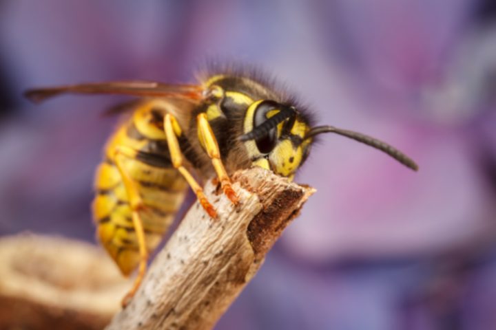 how to make a perfect paper wasp