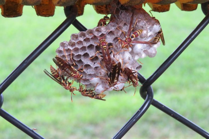 Difference Between Yellow Jacket Nest And Paper Wasp Nest

