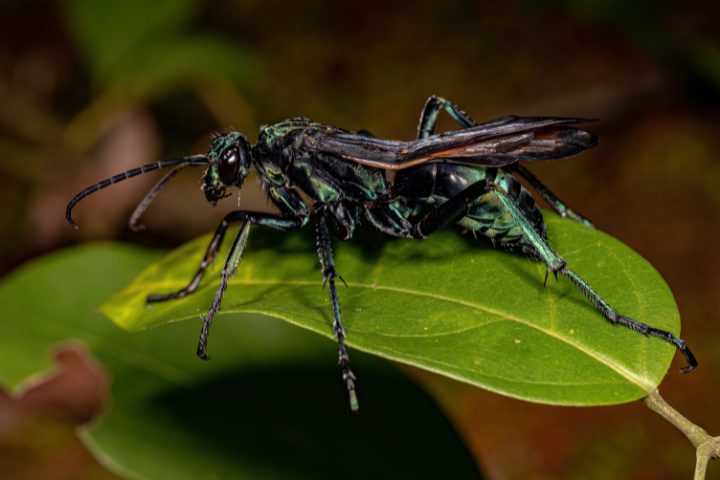 Executioner Wasp Vs Tarantula Hawk
