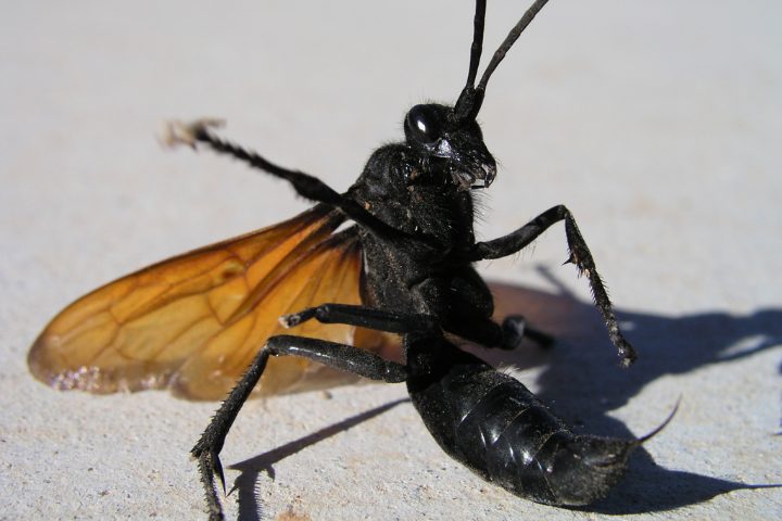 Asian Giant Hornet Vs Tarantula Hawk
