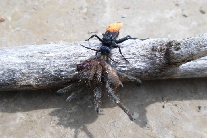 Asian Giant Hornet Vs Tarantula Hawk
