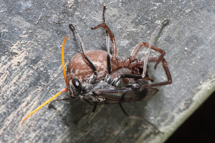 Wasp That Lays Eggs In Spider
