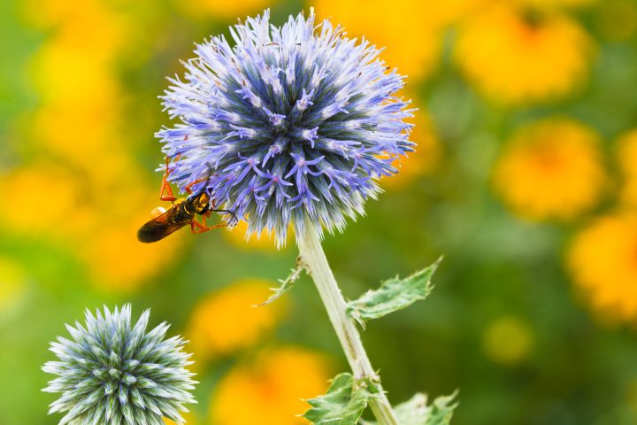 What Do Golden Digger Wasps Eat