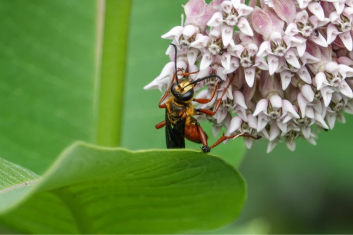 What Do Golden Digger Wasps Eat