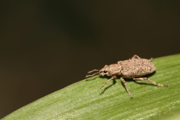How To Get Rid Of Weevils In Garden: 8 Tips