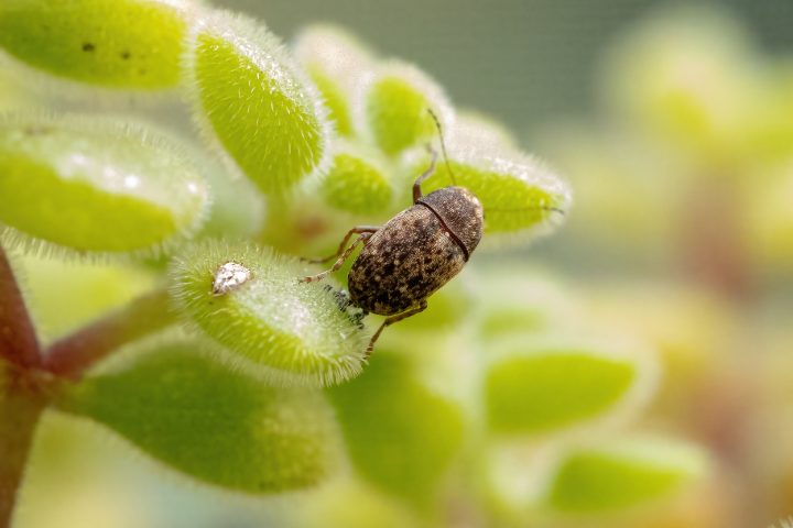 Do Weevils Bite Humans? Truth Revealed