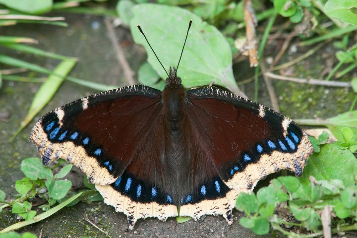 Mourning Cloak Caterpillar Care: Helpful Tips
