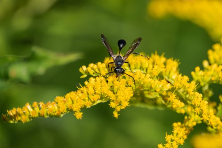 Are Grass-Carrying Wasps Dangerous Or Beneficial? Truth Revealed