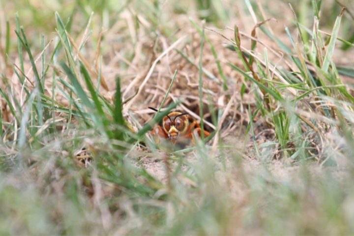 Do Cicada Killer Wasps Sting? Truth Revealed
