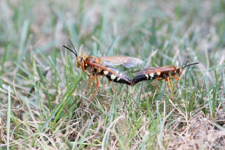 How To Get Rid Of Cicada Killers Naturally? Helpful Tips

